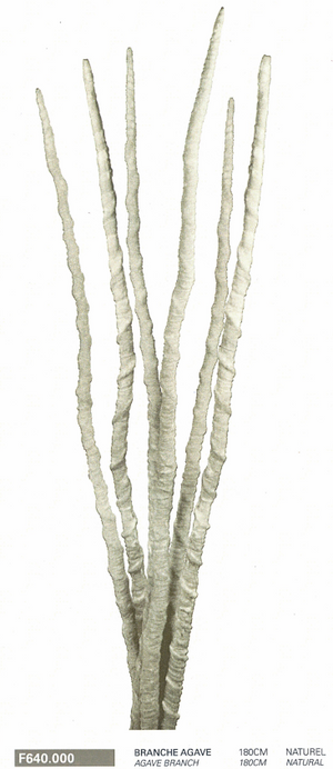 Branche d'agave 180cm NATUREL